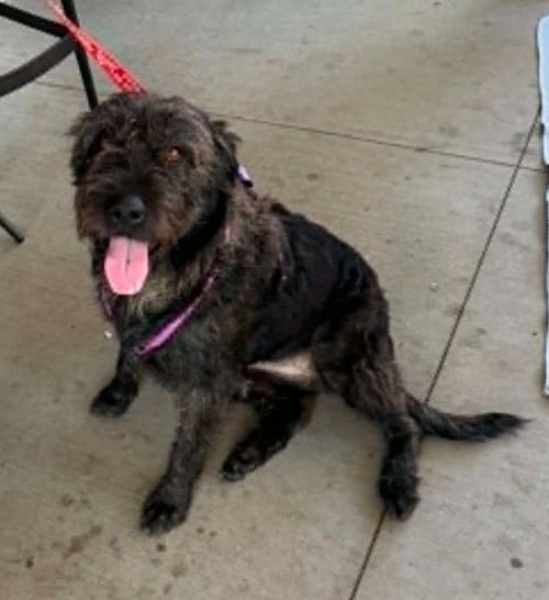ELLIE - Giant Schnauzer available for adoption