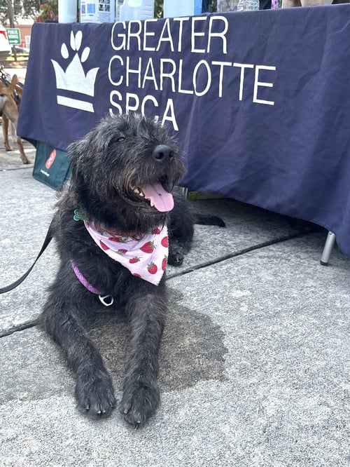 ELLIE - Giant Schnauzer available for adoption