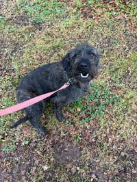 Ellie - Photo 4