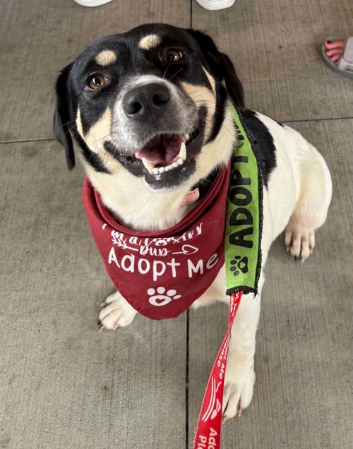 ORLA - Border Collie for adoption in Charlotte
