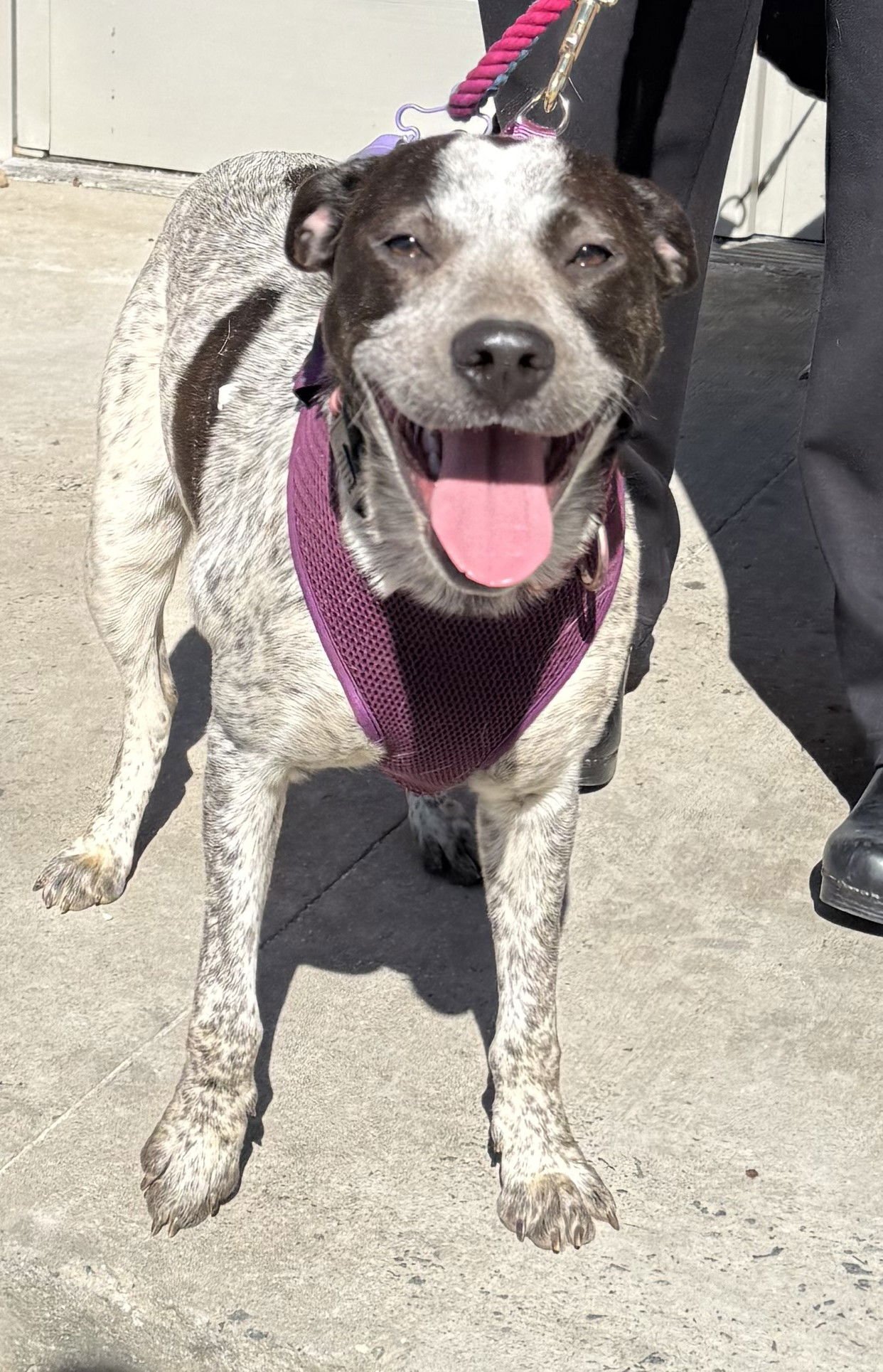 CAMELLIA - Australian Cattle Dog/Blue Heeler for adoption in Charlotte