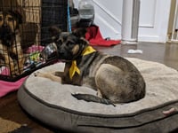 Luna - Photo 17