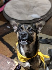 Luna - Photo 18