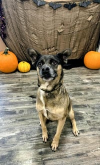 Luna - Photo 15