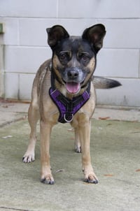 Luna - Photo 14