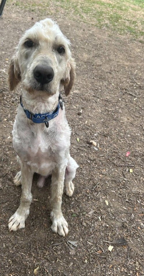 PATRICK - Labrador Retriever / Poodle (Standard) for adoption in Charlotte