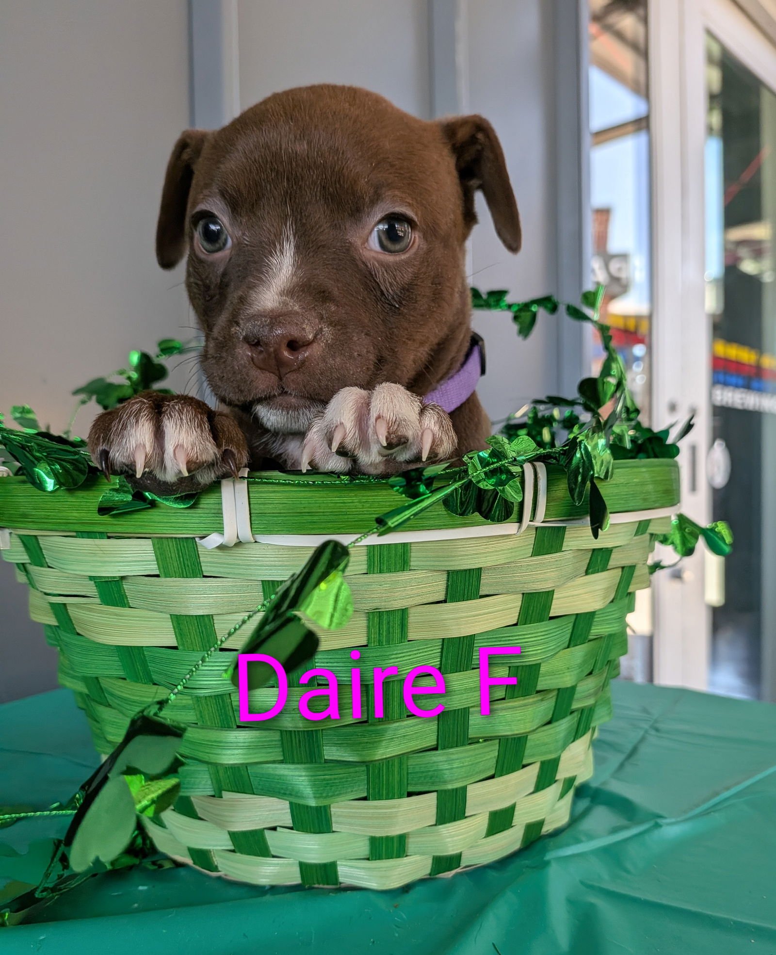 DAIRE - Unknown for adoption in Charlotte