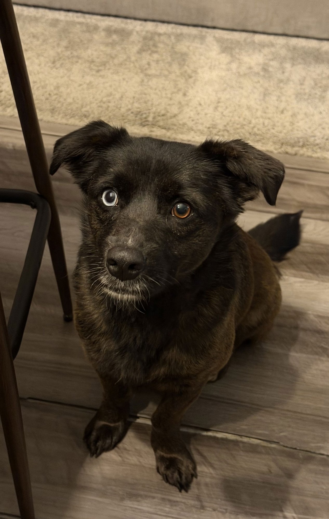 BEATRIX - Terrier for adoption in Charlotte