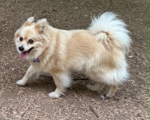 PHILLIS - Pomeranian / Papillon for adoption in Charlotte