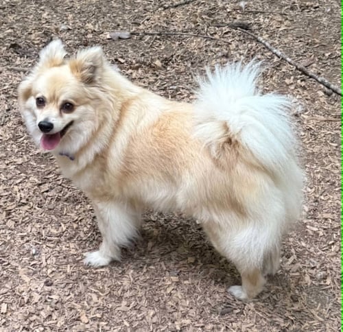 PHILLIS - Pomeranian / Papillon available for adoption