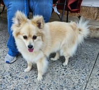 Phillis - Photo 3