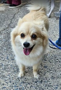 Phillis - Photo 4