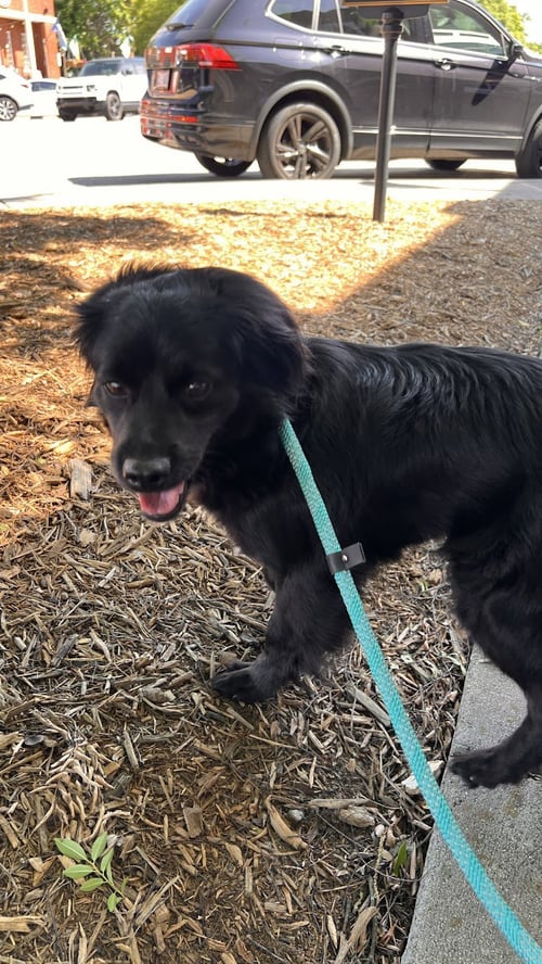 HELEN - Pomeranian / Dachshund for adoption in Charlotte