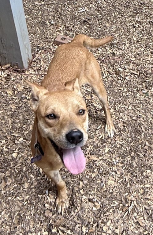 CHASER - Hound for adoption in Charlotte