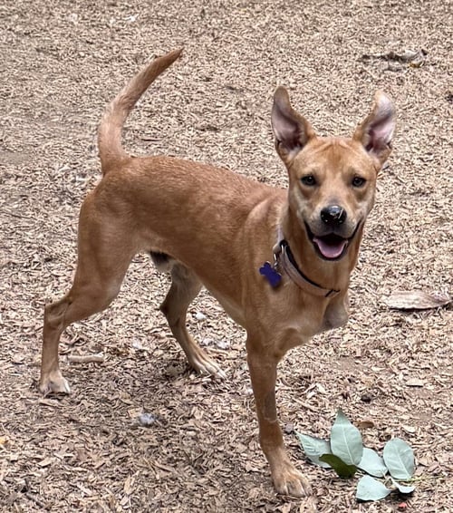 CHASER - Hound available for adoption