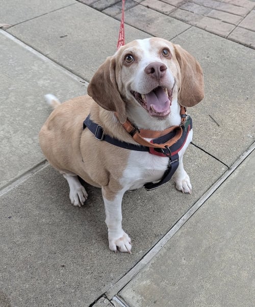 LEGBA - Beagle / Hound available for adoption