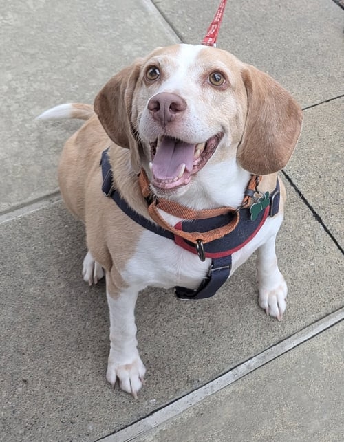 LEGBA - Beagle / Hound available for adoption