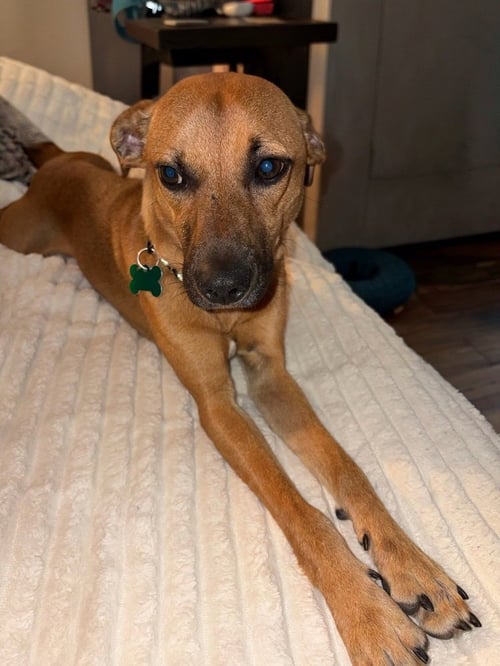 ATHOS - Feist available for adoption