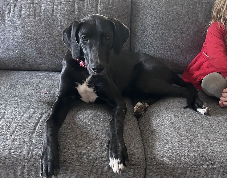 PATRISHA - Labrador Retriever / Hound for adoption in Charlotte