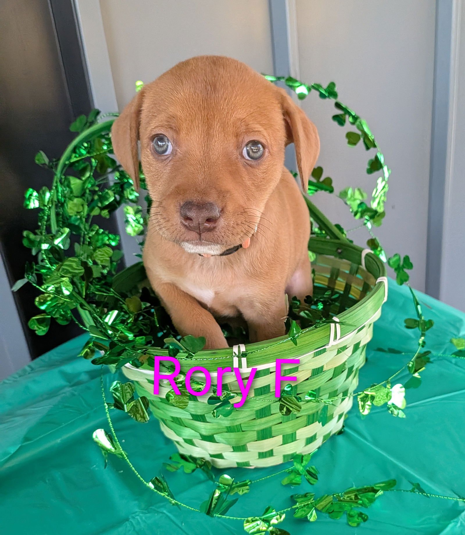RORY - Terrier / Labrador Retriever for adoption in Charlotte