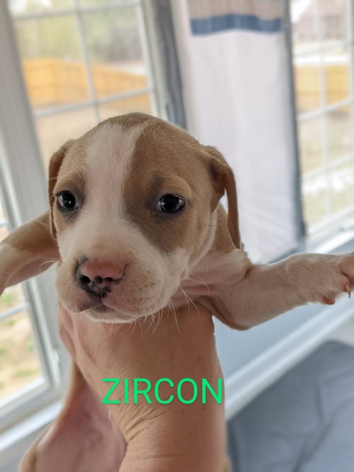 ZIRCON - Pit Bull Terrier available for adoption