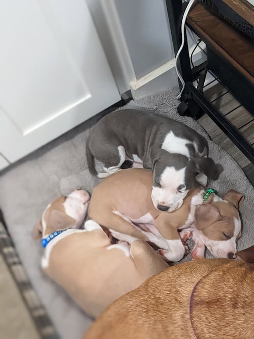 ZIRCON - Pit Bull Terrier available for adoption