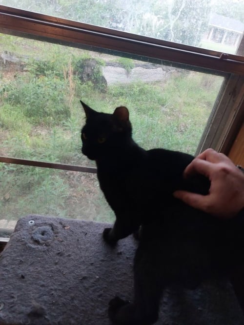 MEOWMEOW - Domestic Short Hair available for adoption