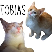 Tobias - Photo 1