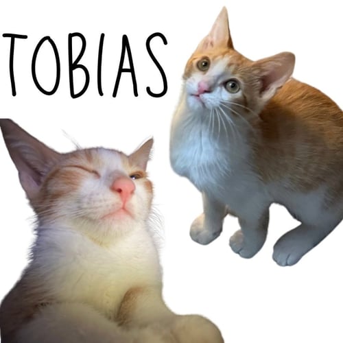 TOBIAS - Tabby available for adoption