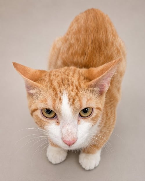 TOBIAS - Tabby available for adoption