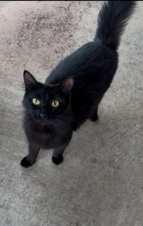 JADE - Domestic Short Hair available for adoption