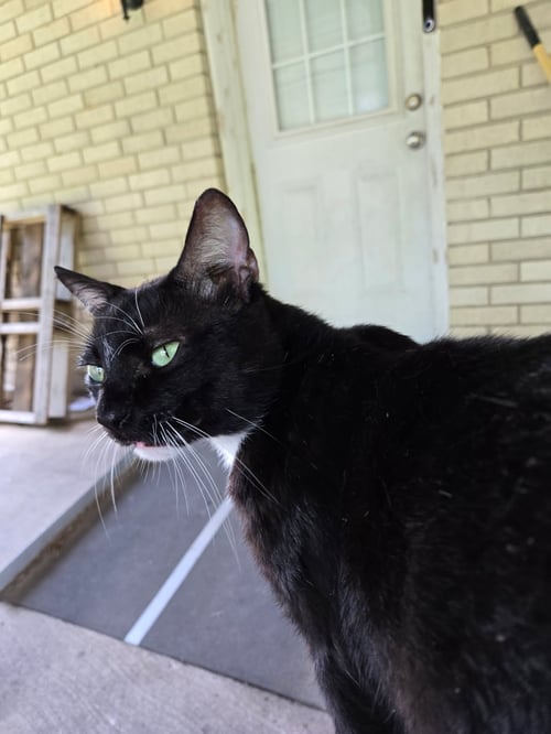 CHARLIE - Domestic Short Hair / Tuxedo available for adoption