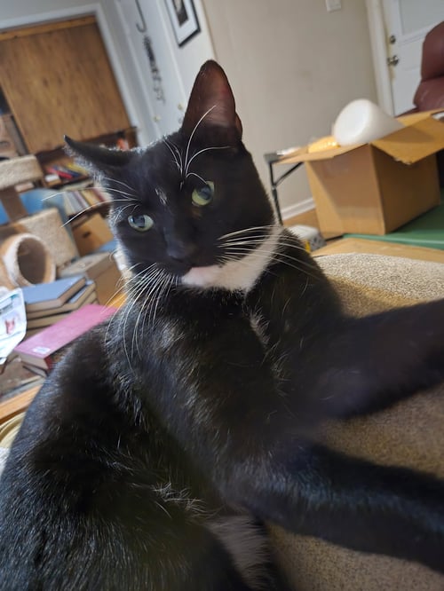 CHARLIE - Domestic Short Hair / Tuxedo available for adoption