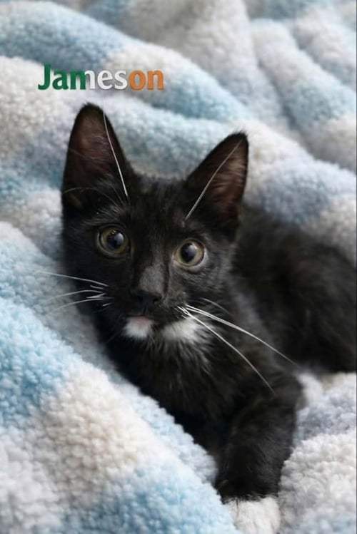 JAMESON - Domestic Short Hair / Tuxedo available for adoption