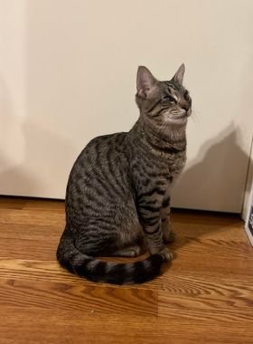 LUPA - Tabby / Domestic Short Hair available for adoption