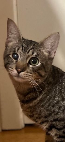 LUPA - Tabby / Domestic Short Hair available for adoption
