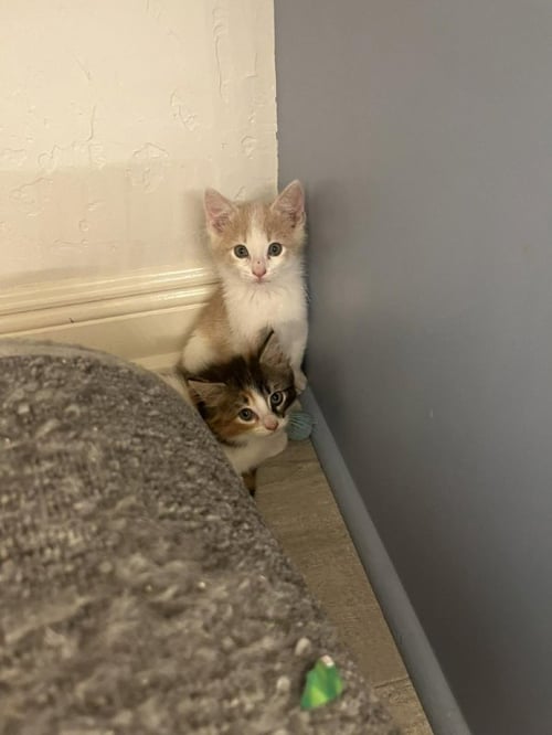 ARTEMIS II - Domestic Short Hair / Tabby available for adoption