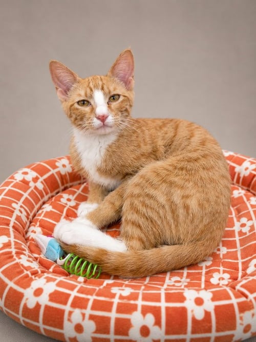 PHILLIP - Tabby available for adoption
