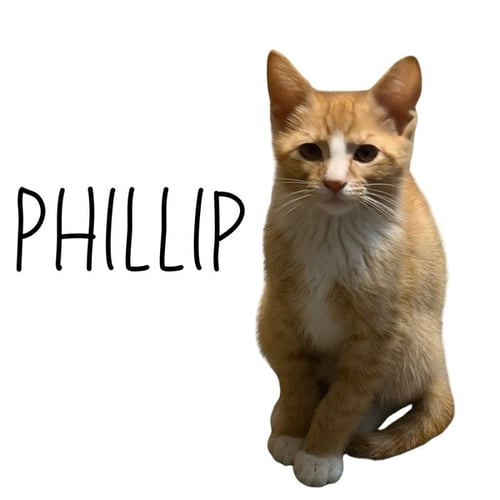 PHILLIP - Tabby available for adoption