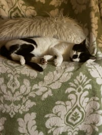 Nosey - Photo 2