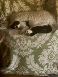 Nosey - Photo 3