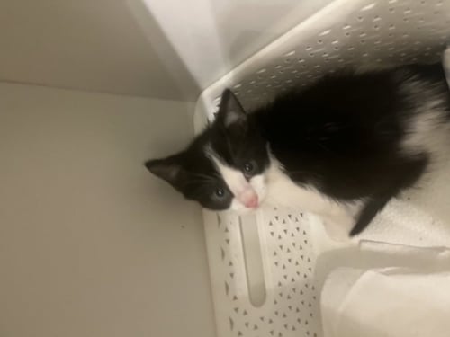 APOLLO - Domestic Short Hair / Tuxedo available for adoption