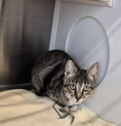 CLAIRE - Tabby available for adoption