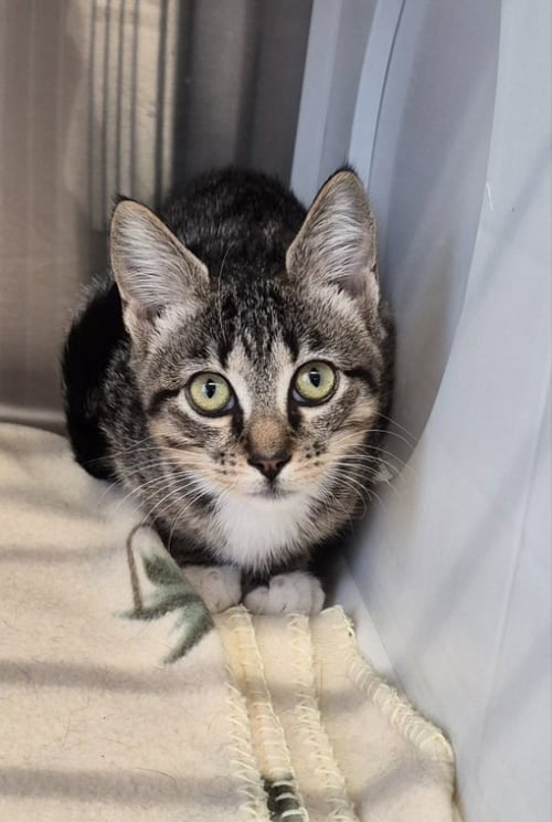 CLAIRE - Tabby available for adoption