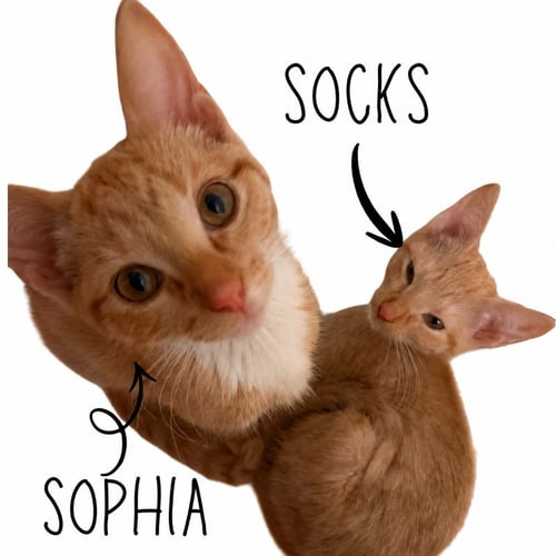 SOXY