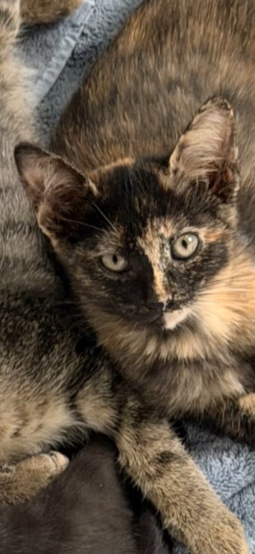 CARAMEL - Domestic Short Hair / Tortoiseshell available for adoption