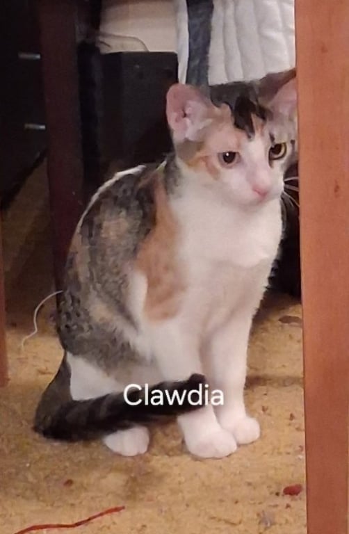 Clawdia Image
