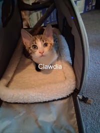 Clawdia - Photo 3