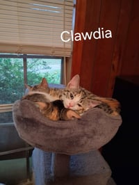 Clawdia - Photo 4
