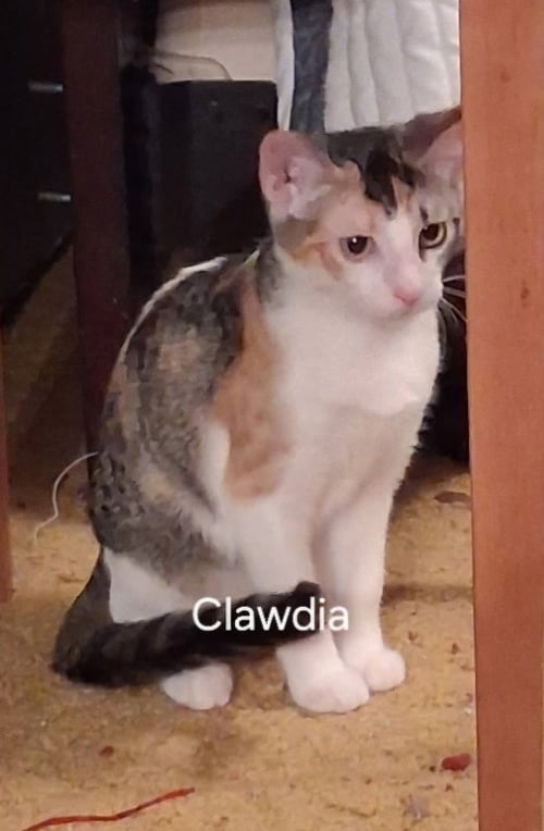 CLAWDIA - Tabby / Calico available for adoption